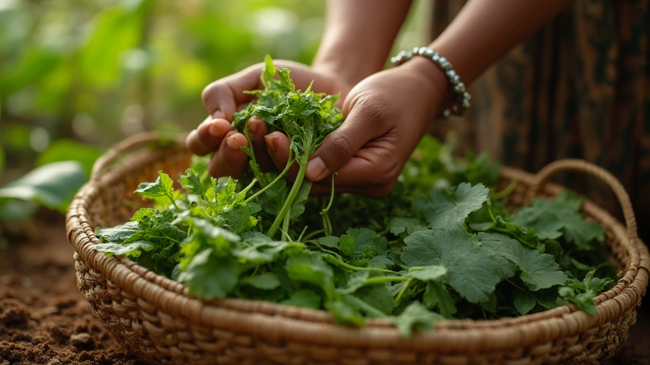 How to Grow Beans with Less Fuss
