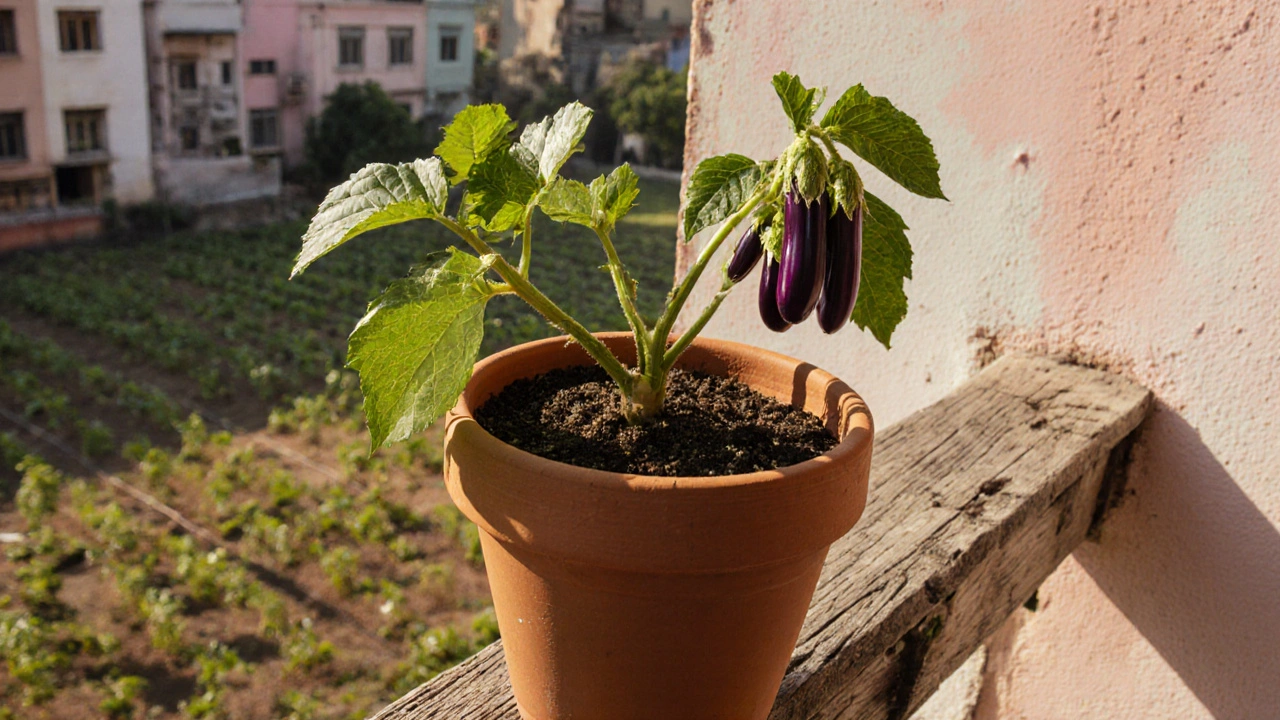 Mini‑Thai eggplant plant growing in a terracotta pot on a balcony with city backdrop.