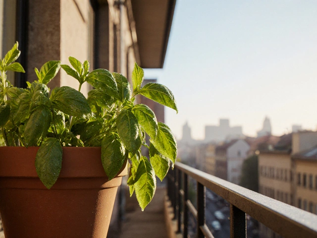 Easiest Balcony Plant: Simple Guide to Growing Basil and Other Low‑Maintenance Herbs