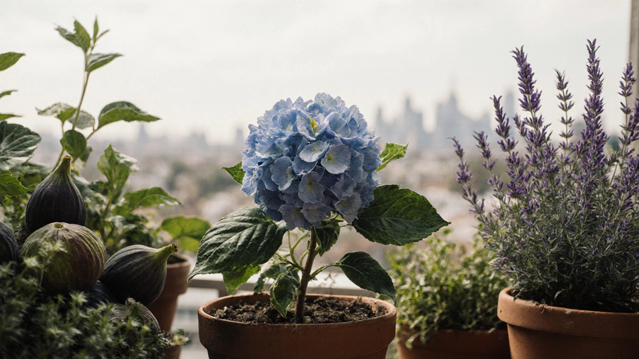 Small potted hydrangea battered by wind, crowded by larger plants on a balcony.