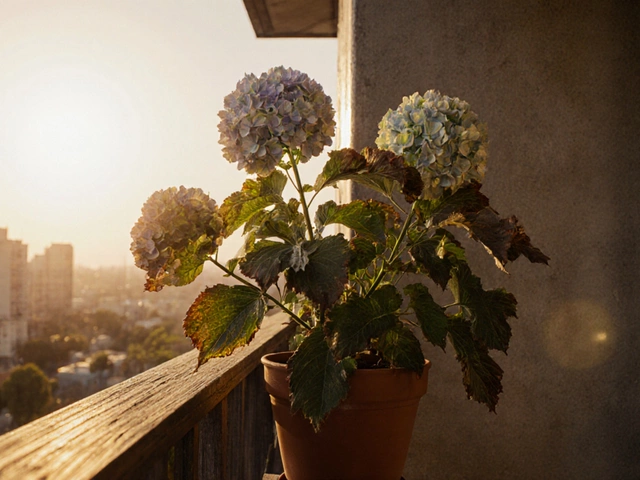 Where Should You Not Plant Hydrangeas? 7 Mistakes to Avoid in Balcony Gardens