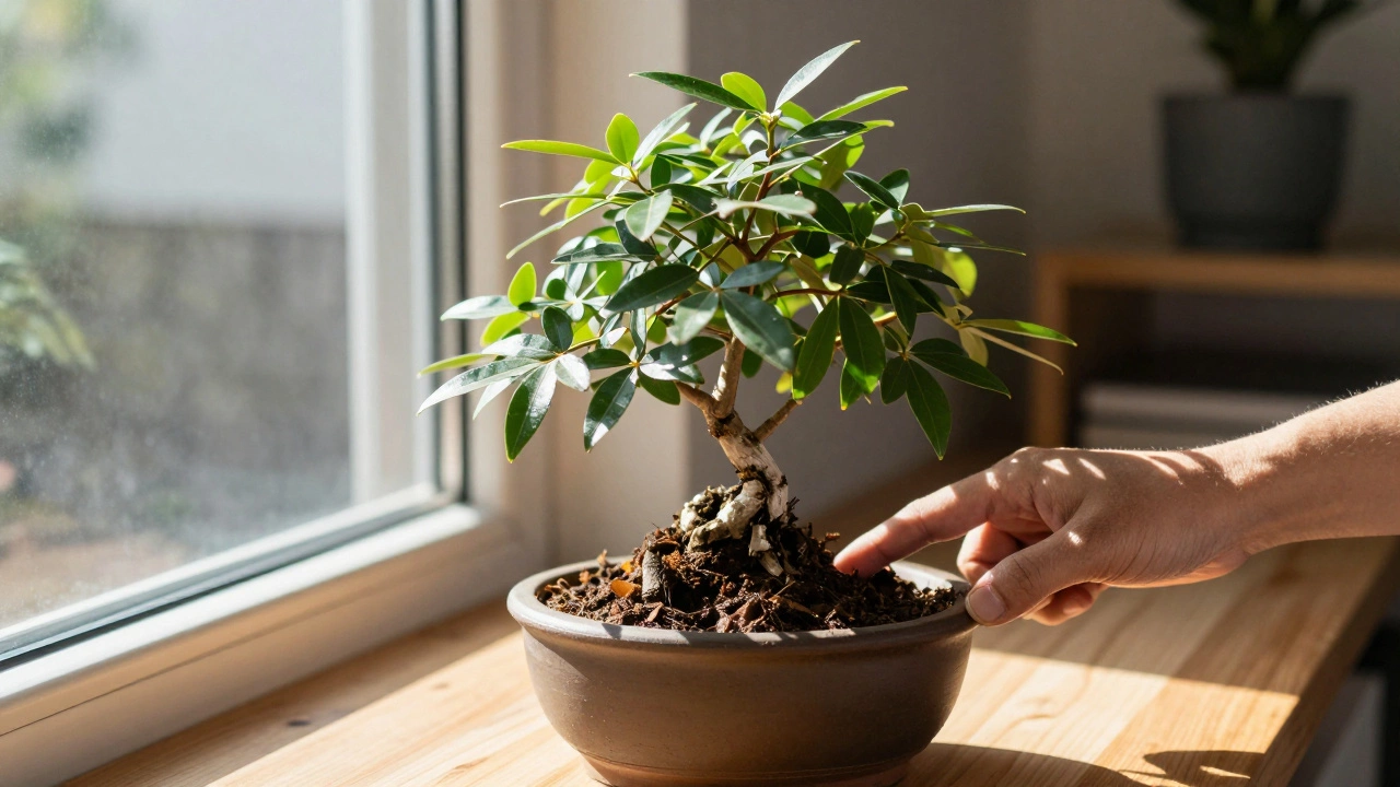 How to Care for a Bonsai Tree for Beginners: Simple Steps to Keep Your Mini Tree Alive