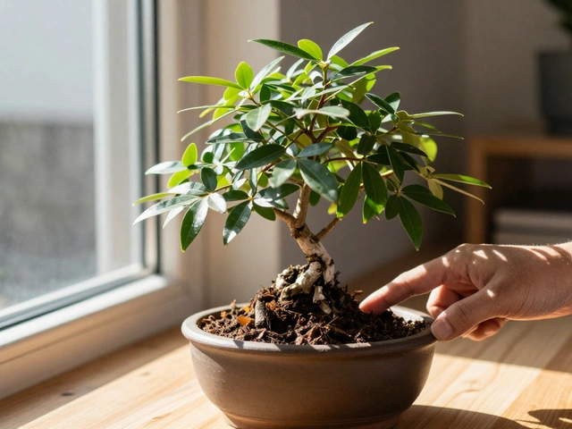 How to Care for a Bonsai Tree for Beginners: Simple Steps to Keep Your Mini Tree Alive
