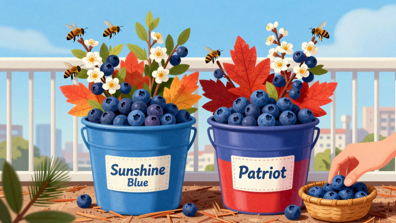 Two blueberry varieties in buckets on a balcony, bearing fruit and autumn-colored leaves.