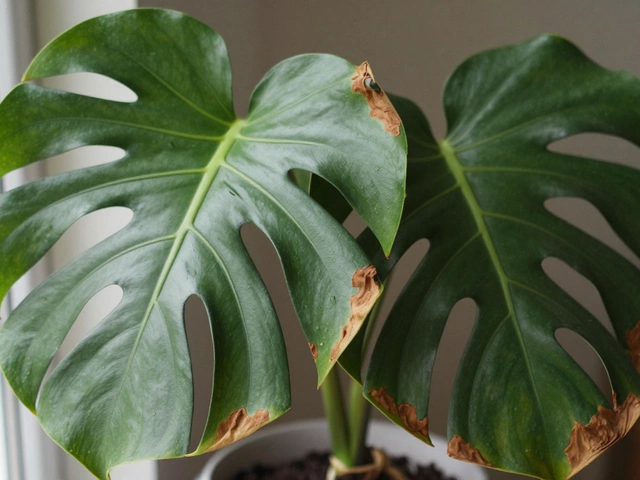 Is Tap Water Good for Plants? The Truth About Watering Your Indoor Garden