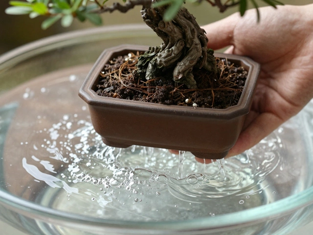 How Often Should You Soak Your Bonsai? The Ultimate Guide to Deep Watering