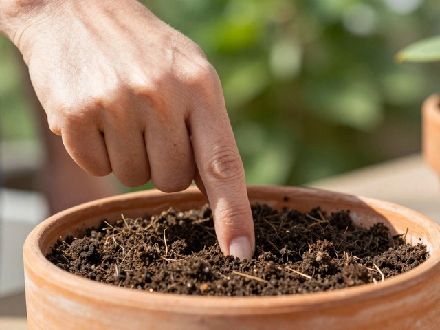 Should You Water Your Container Garden Every Day? A Smart Guide for Terrace Gardens