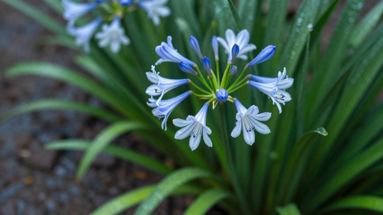 Close-up of blue agapanthus blooms standing tall in wet soil during the rainy season.