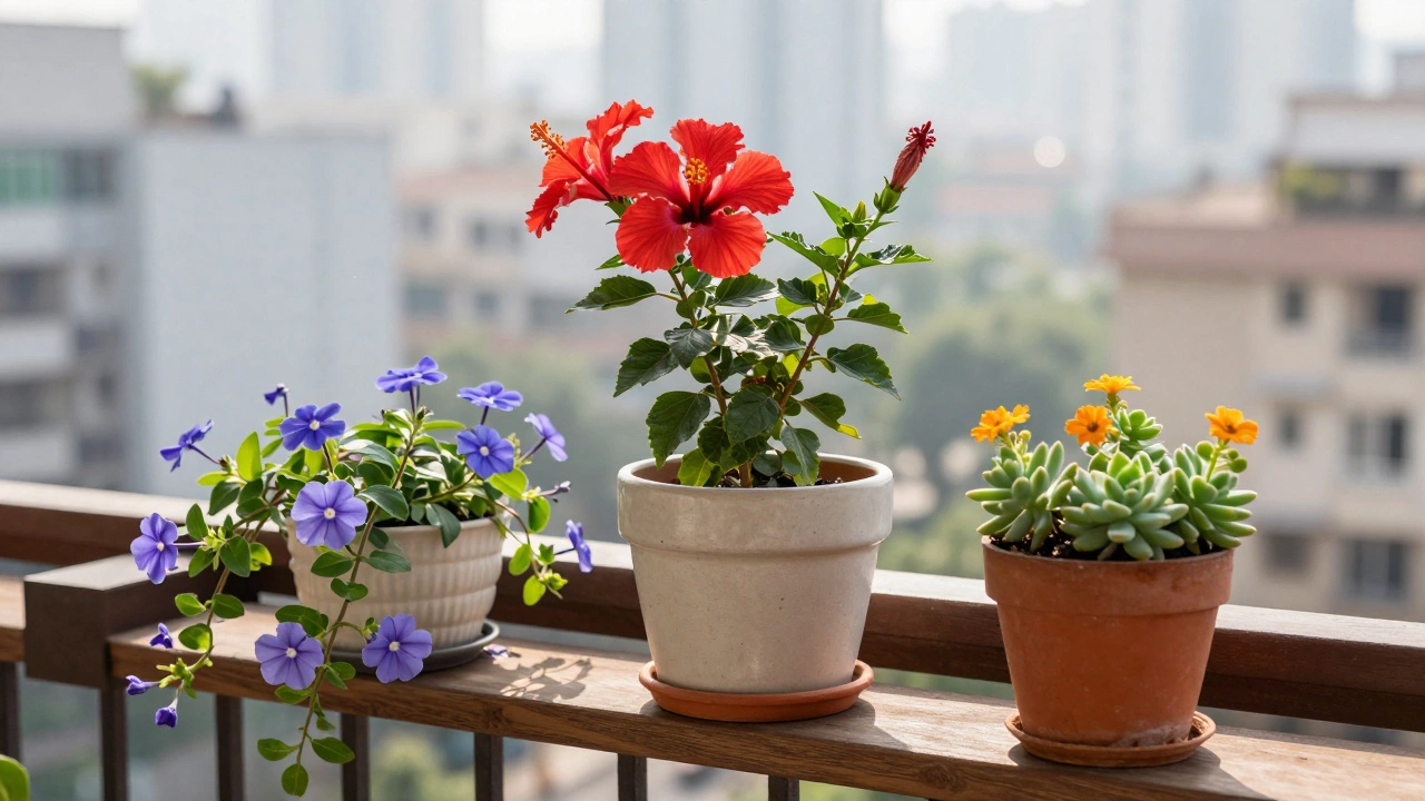 Potted dwarf hibiscus, vinca, and portulaca on a sunny urban balcony