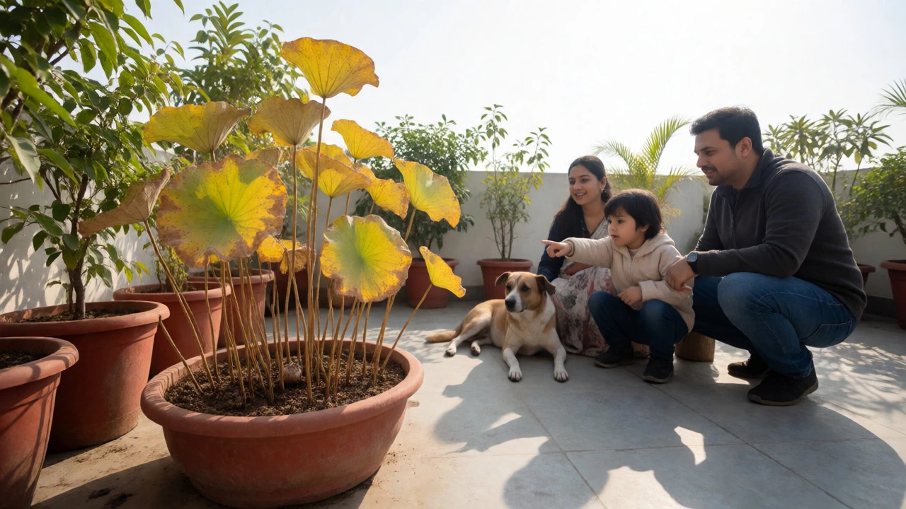 Family on a rooftop with a maintained lotus pot, safe for children and dogs in winter.