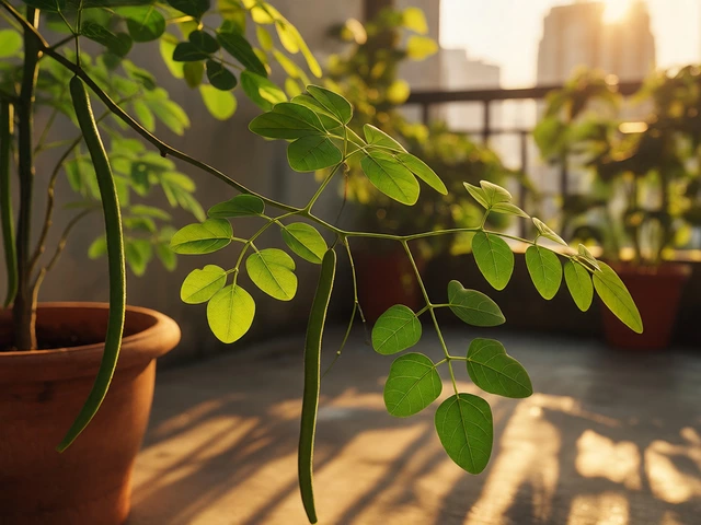 What is a Supreme Superfood? A Guide for Indian Home Gardeners