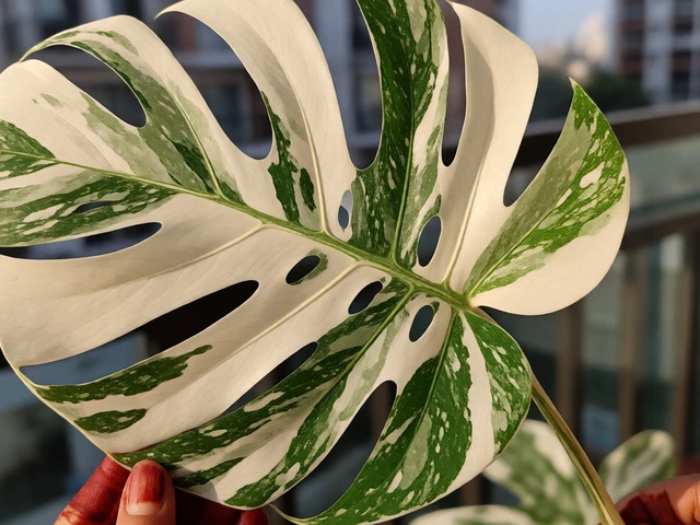 Which Plant Is Very Costly in India? Top Expensive Flora & Why